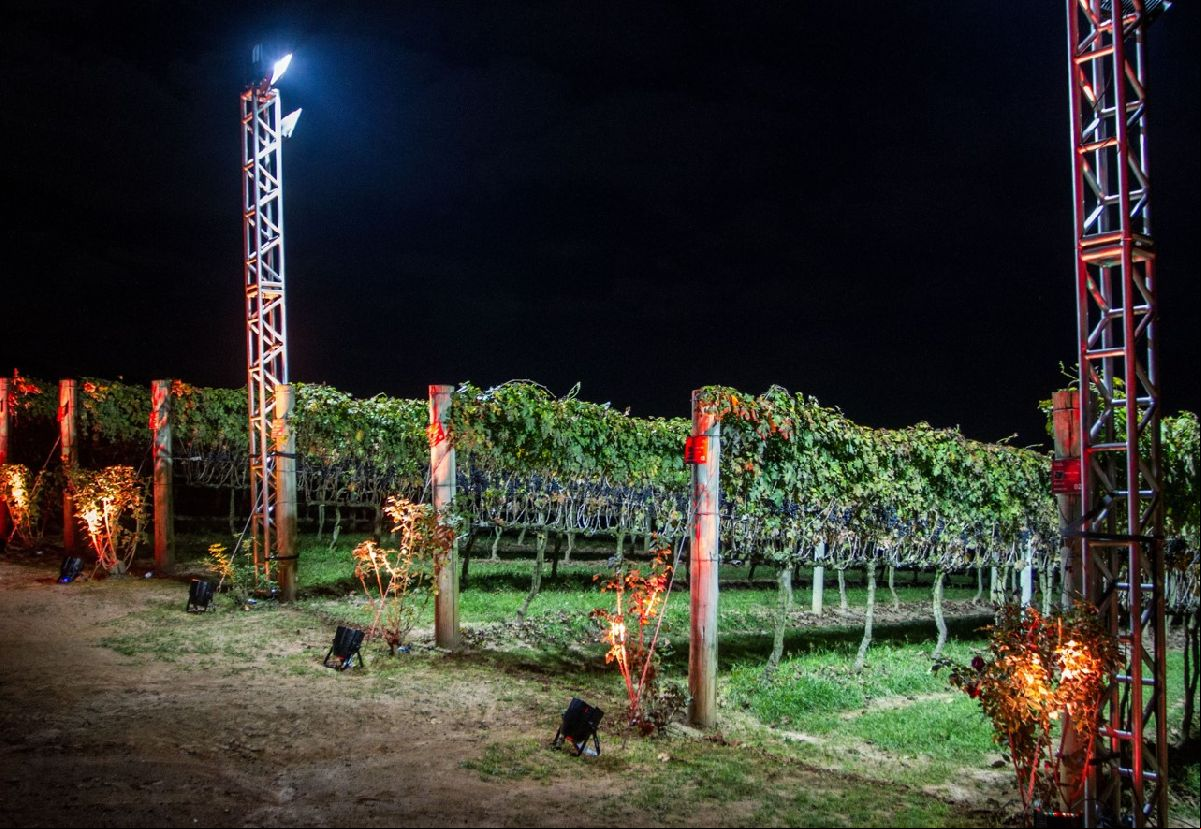 Vinícola Góes realiza colheita de uvas ao luar