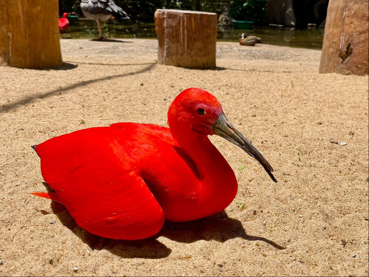 Parque das Aves garante uma experiência única e inesquecível
